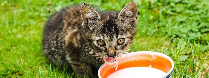 Kitten cat drinking milk out of a bowl outside