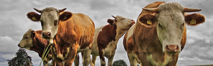 Mad Cow Disease: What’s Your Risk?