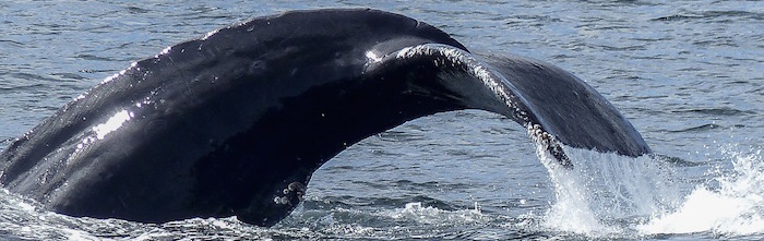 Humpback whale diving in ocean