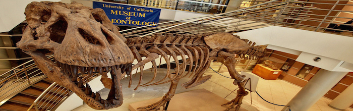 T. Rex dinosaur skeleton at University of California (flickr-D.H.-Parks)