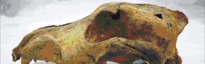 Altai-dog-skull (journal.pone_.0022821.g001)