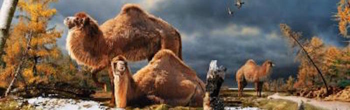 illustration of extinct camel from Pliocene High Arctic