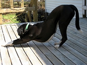 Dog doing downward-facing dog (Flickr by Bill)
