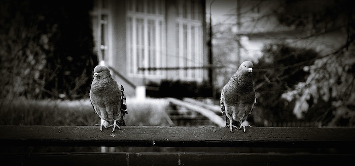 Pigeons sitting on a fence (Pixabay)