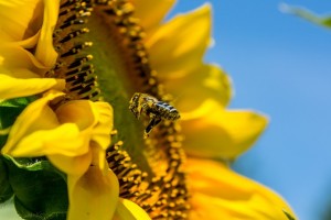 bee, sunflower, close-up