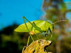 Close-up of a grasshopper sitting on a branch | insects