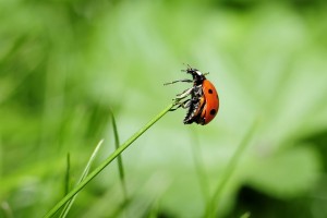 Ladybug on a blade of grass | insects