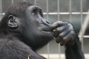 ape, non-human primate, hand gesture, thinking