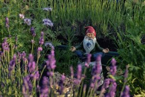 Ceramic garden gnome meditating in the grass surrounded by purple flowers