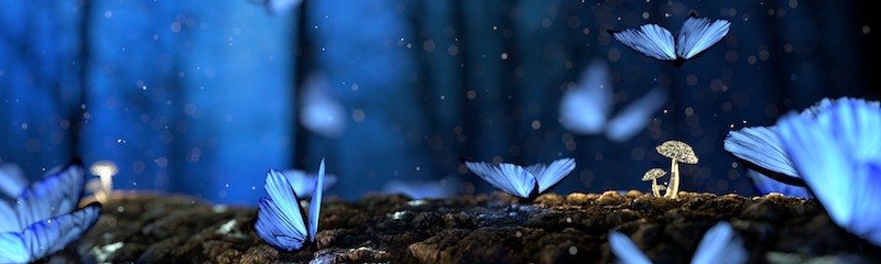 Blue Butterflies in a Forest of Mushrooms