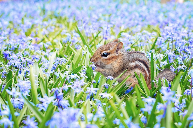 Chipmunk Sitting Among Spring Flowers