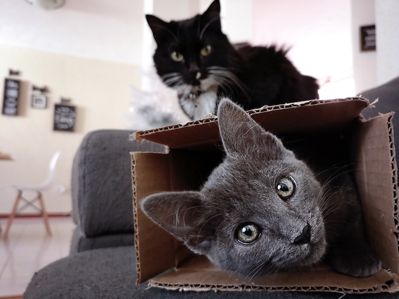 with the Schrödinger's cat thought experiment, a cat in a box is both dead and alive
