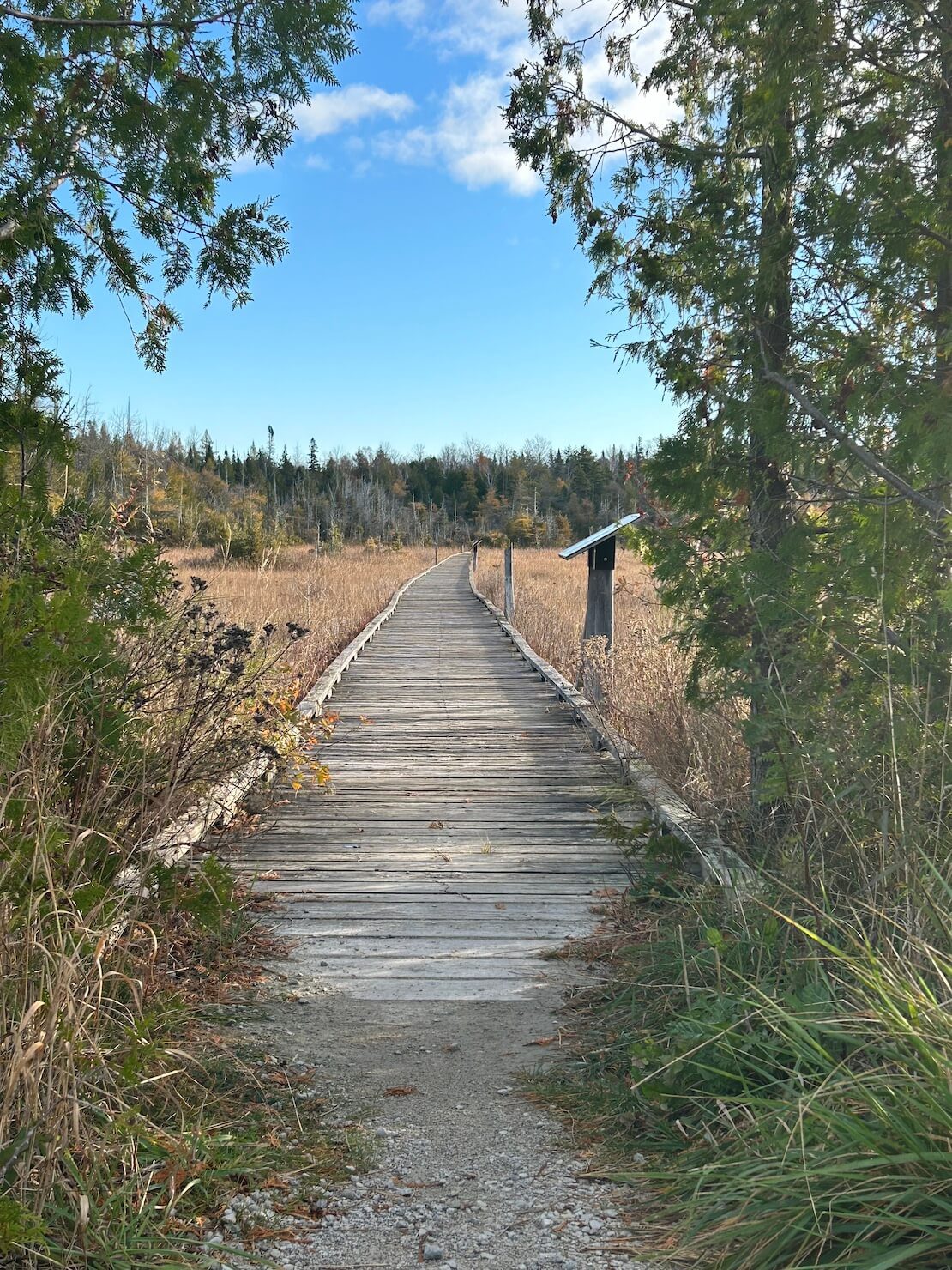 Fawners can shift patterns by following their own path, like this boardwalk through an Ontario fen