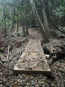 Breaking free of fawning means finding your own path, like this boardwalk through a forest in autumn