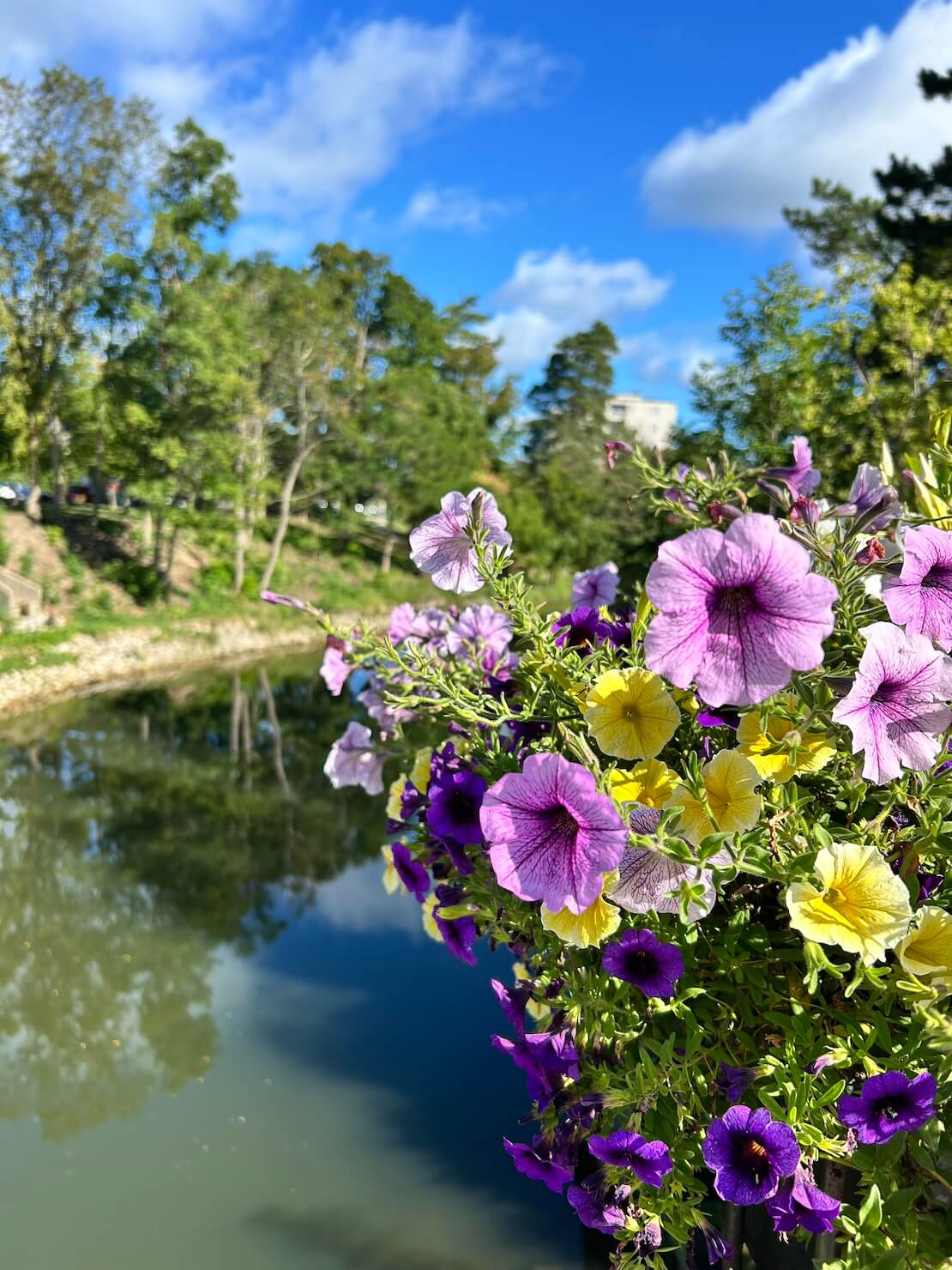 Flowers on a bridge along a river offers co-regulation with nature