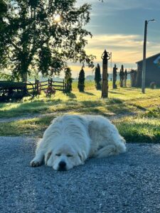 A white farm dog resting outside on a sunny day shows what it looks like when emotional overwhelm passes