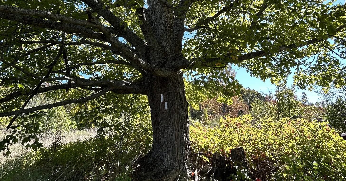 An ancient oak tree with white blazes, strong like someone holding grief