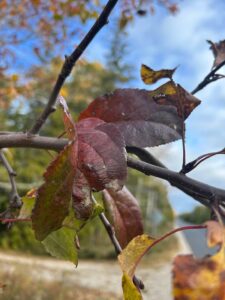 Tree leaves turning red in fall, which can feel like grief