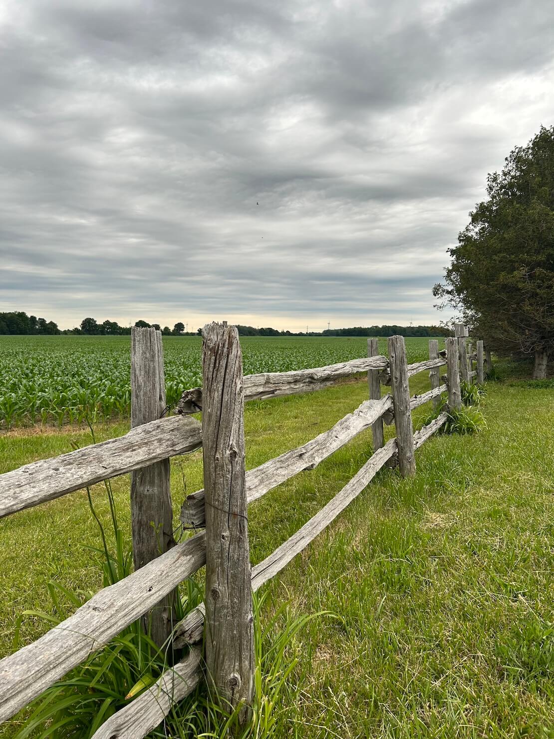 A wooden fence along a cornfield can provide comfort during emotional overwhelm